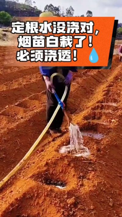 烤烟移栽定根水这么浇，烟苗稳活不僵苗！水里加点它，缓苗快、长势壮，种烟新手必看！