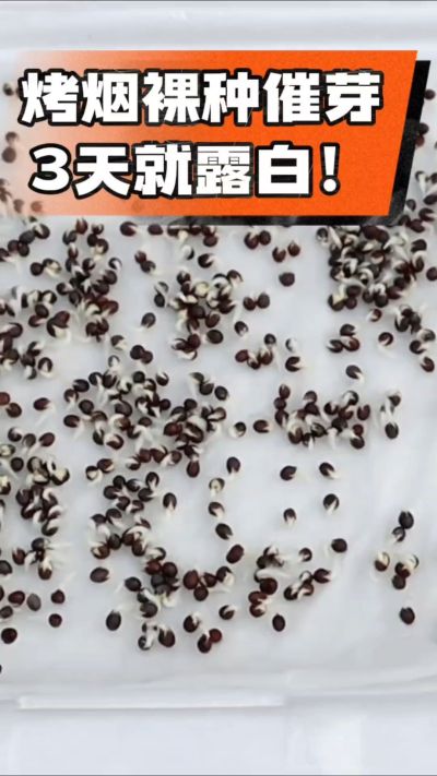 烤烟裸种催芽小技巧，清水浸泡、保温保湿，3天就能露白，出苗快又齐！烟农朋友收藏备用～