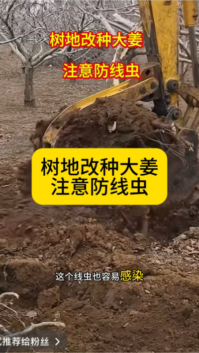 树地改种大姜，注意防线虫！