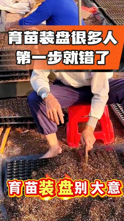 烤烟育苗基质装盘，一步做对，出苗整齐又壮苗！装盘技巧记牢，少走弯路，育苗更省心