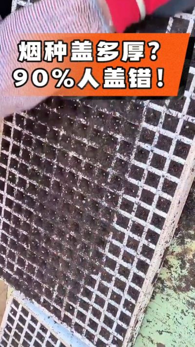 烟种盖多厚？90%烟农都盖错！薄盖才出苗齐、不闷种，烤烟育苗关键一步，照着做就对了