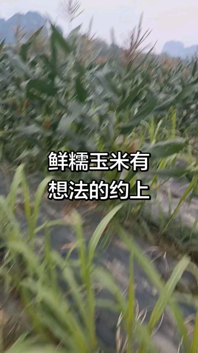 农户种植的白糯玉米大量上市，助农帮农在行动