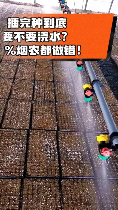 烤烟播完种一定要浇透底水，喷雾慢浇、别大水冲，盘底漏水才算到位，出苗又齐又壮！#烤烟育苗 #烤烟种植 #烟农干货 #育苗技术
