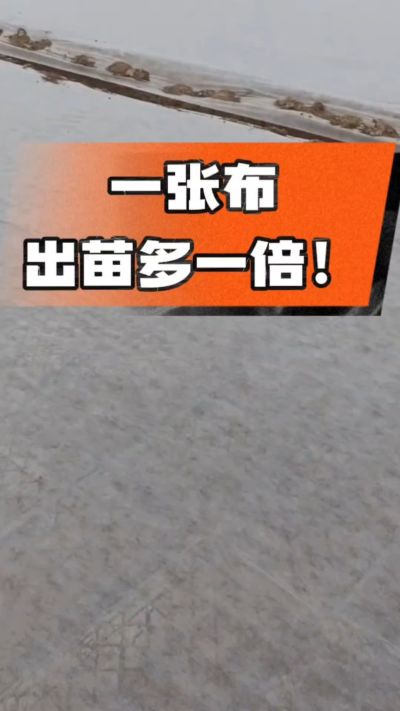 烤烟育苗盖无纺布，保温保湿出苗齐，不烂种、出苗快，烟农必备小技巧！