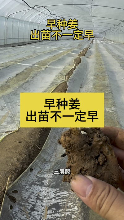 早种姜，出苗不一定早！