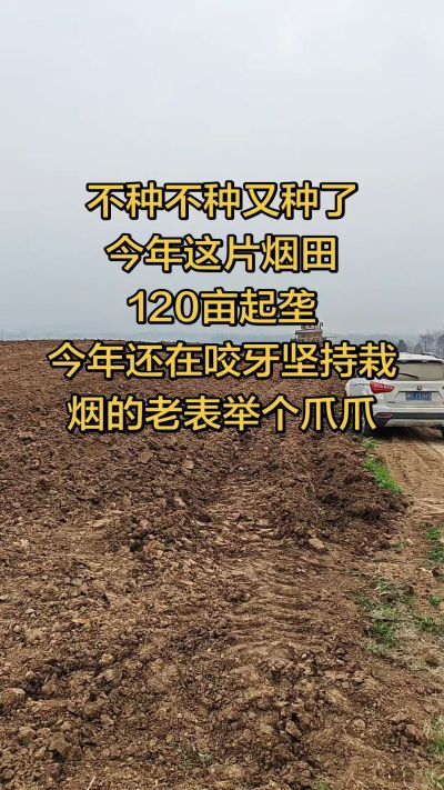 不种不种又种啦，还在咬牙坚持栽烟的老表集合啦！