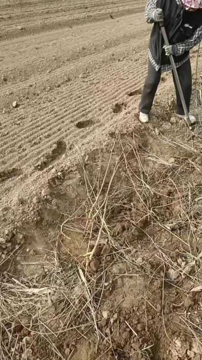 臭椿苗，一年籽播苗，地径0.5/1公分以上。需要联系18534302961