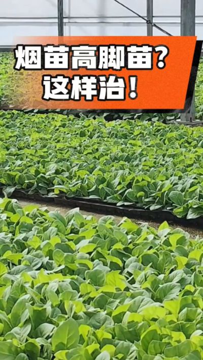 烤烟齐苗期管理关键：精准控温，防高脚苗，培育壮苗好上手！