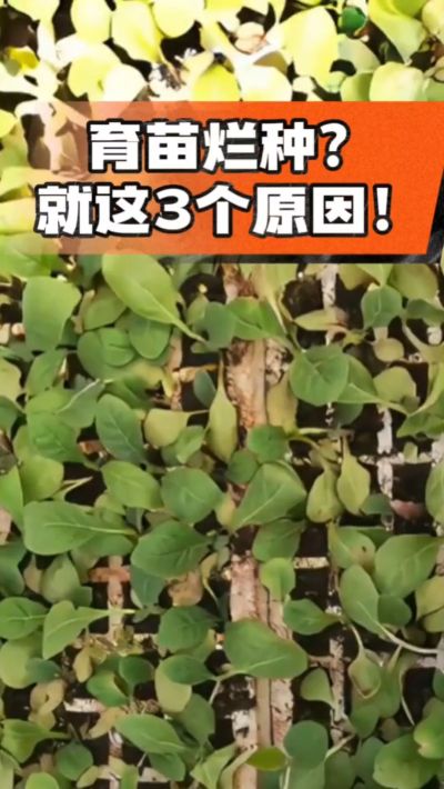 烤烟育苗烂种？3个原因讲清楚！消毒、控水、控温，做到就苗齐苗壮🔥
#烤烟育苗 #烤烟种植 #烂种防治 #烟农
