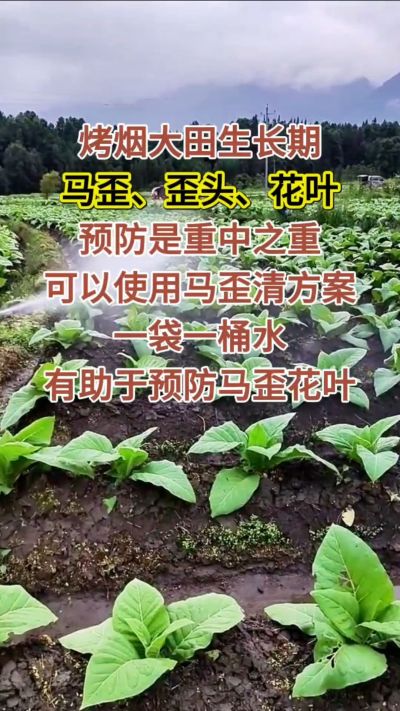 烤烟大田生长期，马歪歪头花叶预防是重中之重，可以使用马歪清方案，一袋一桶水，有助于预防马歪花叶。
烤烟管理早做一步，后期少操心！#烤烟种植#烤烟管理#烤烟大田管理#烤烟病害防治
