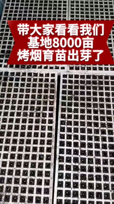 烟农日常  老表你那边今年苗子出的怎么样#烤烟种植技术与管理 #烤烟育苗 #三农
