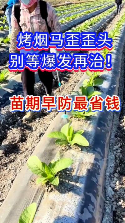 烤烟防马歪，苗期早防，省钱又省心。