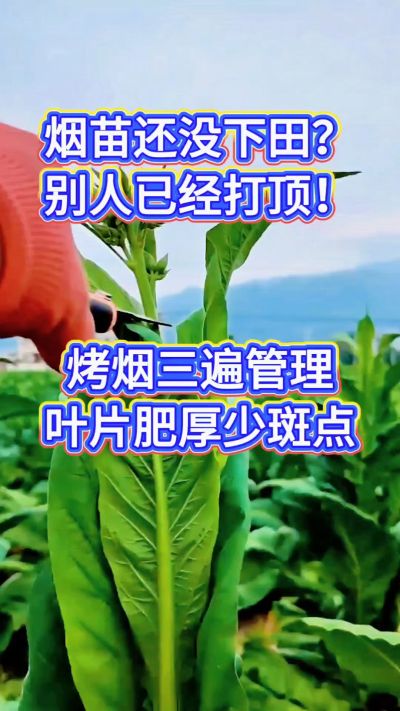 烤烟种植经验交流，有问题可私信了解。