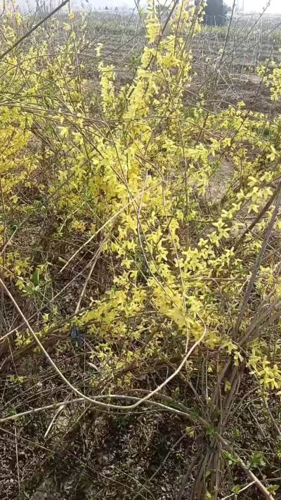 出售药用连翘苗，科研五号优质种苗，2/5年苗，药用连翘树，挂果树，全国包邮到家！财富密码18534302961