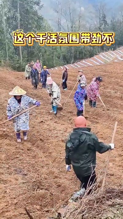 烤烟起垄：干活还得搞气氛，越搞越有劲。