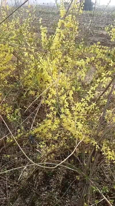 出售药用连翘苗，科研五号优质种苗，2/5年苗，药用连翘树，挂果树，全国包邮到家！财富密码18534302961