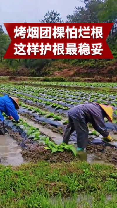烤烟团棵期最怕烂根、根腐病！
学会正确护根，烟苗健壮少死苗，后期产量更有保障