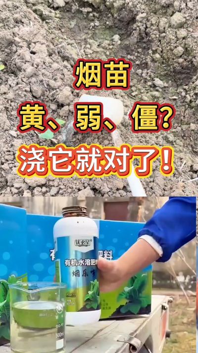 烟苗弱黄僵？浇烟乐多，生根壮苗长势稳。用法用量不懂私信我，免费教你正确使用。
