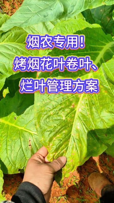 烟叶种植想高产，记住一防、二控、三巩固！