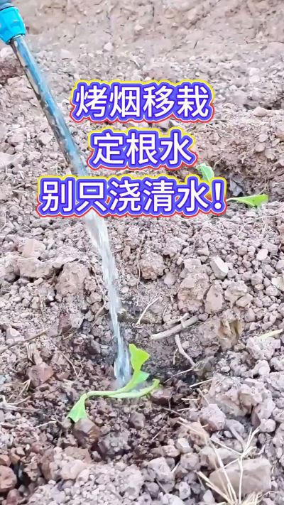 烤烟移栽别只浇清水！定根水这么配，烟苗缓苗快、扎根稳，重茬地也能壮苗，后期长势看得见～