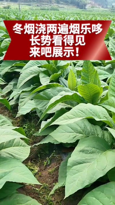 冬烟浇两遍烟乐哆生根套餐
根系壮、长势旺
好烟都是管出来的
实拍效果看得见，欢迎烟农朋友交流经验