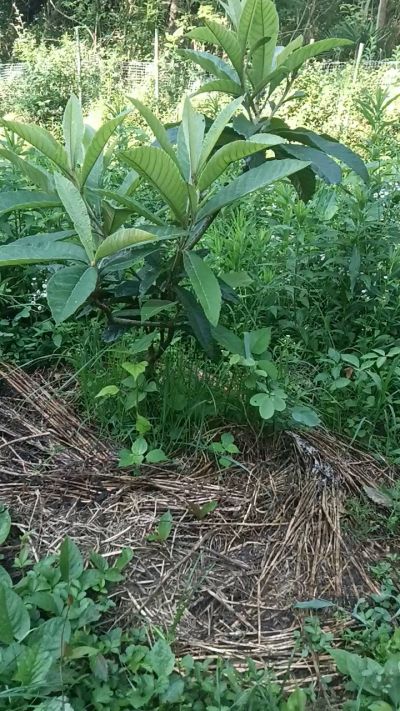 今天给大家介绍我的当家品种&mdash;&mdash;三月白枇杷！它是目前最早熟、甜度最高的枇杷品种，每年都能抢在别的枇杷前面上市，口感甜得很扎实，是我果园里的&ldquo;早熟甜王&rdquo;。不过它开花早，刚好赶上冬季低温，抗寒能力稍微弱一点