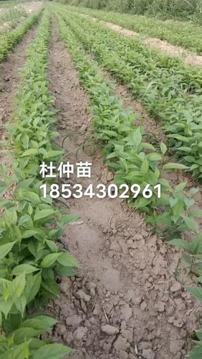 杜仲苗，一年苗，秋季造林优质种苗。需要联系18534302961