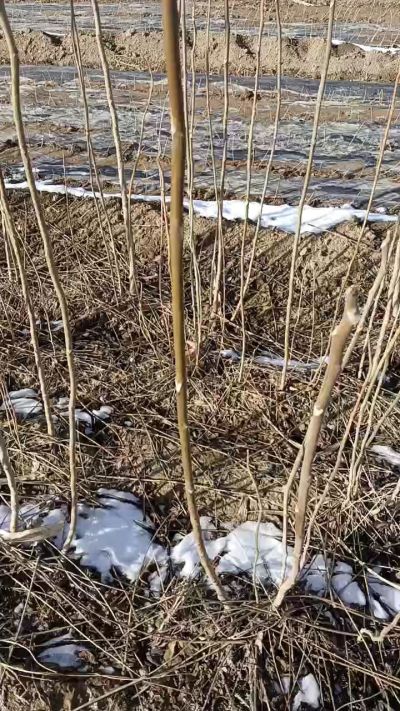 臭椿树苗。秋季造林优质种苗。苗圃基地直销？需要联系18534302961