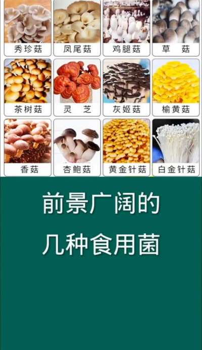 前景广阔的几种食用菌