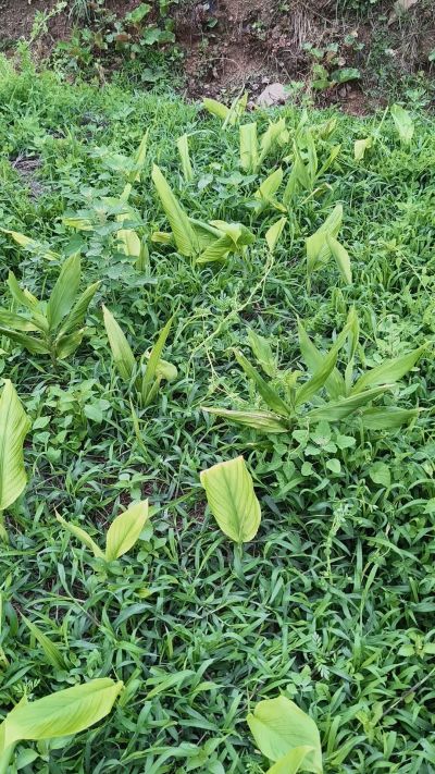 姜黄地除草也是一个大问题