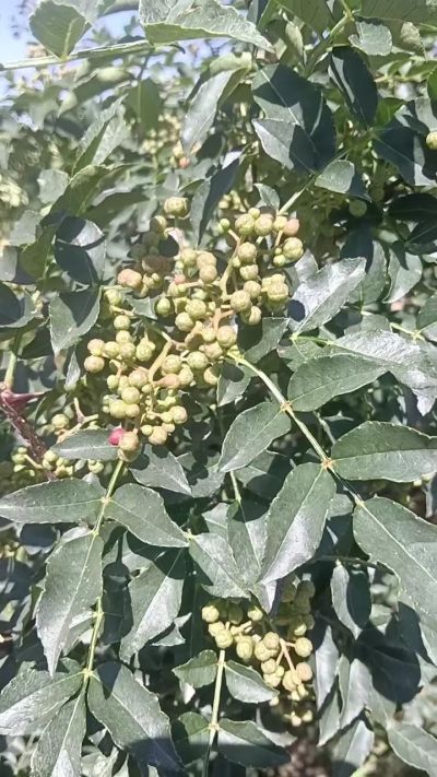 狮子头花椒苗，大量供应优质品种苗，苗圃基地直销。全国包邮到家。需要联系我