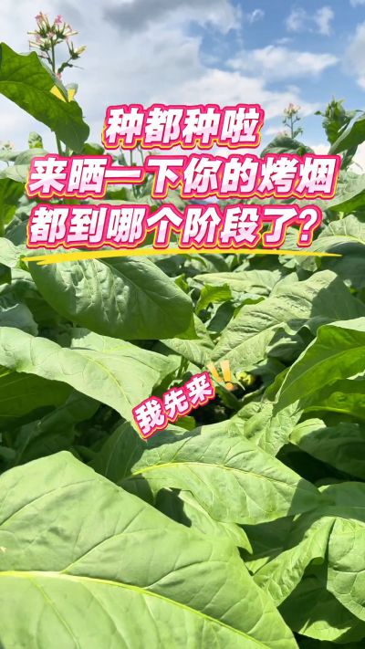 开花啦，打顶啰！老表们你们都到哪个阶段啦？