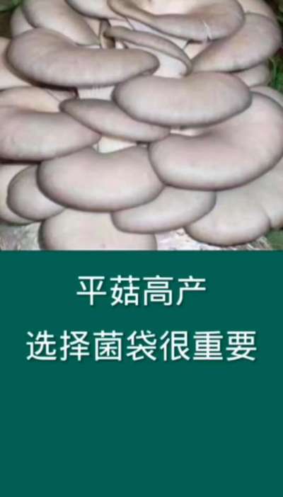 平菇高产，选择菌袋很重要。