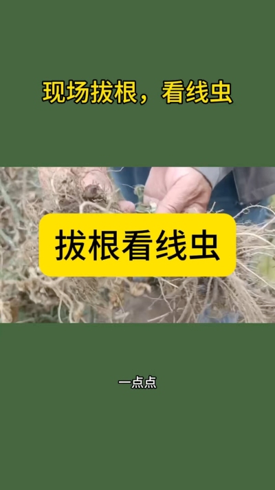 拔根看线虫