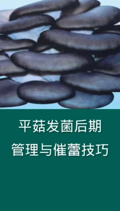 平菇发菌后期管理与催蕾技巧