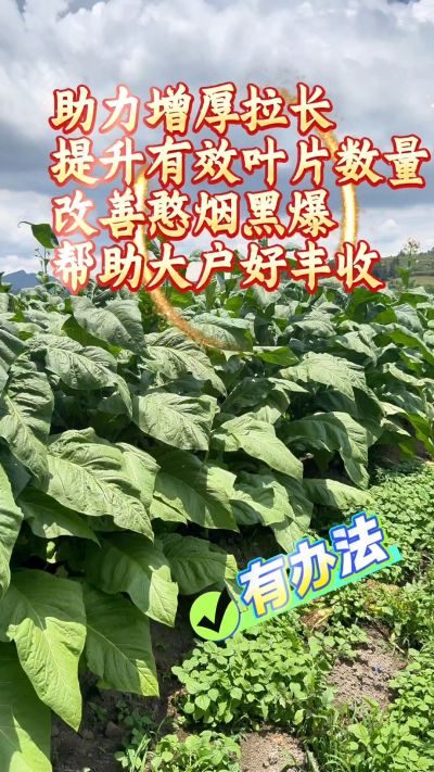 长好叶片，我们选优必星红钾。