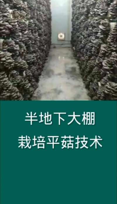 半地下大棚栽培平菇技术