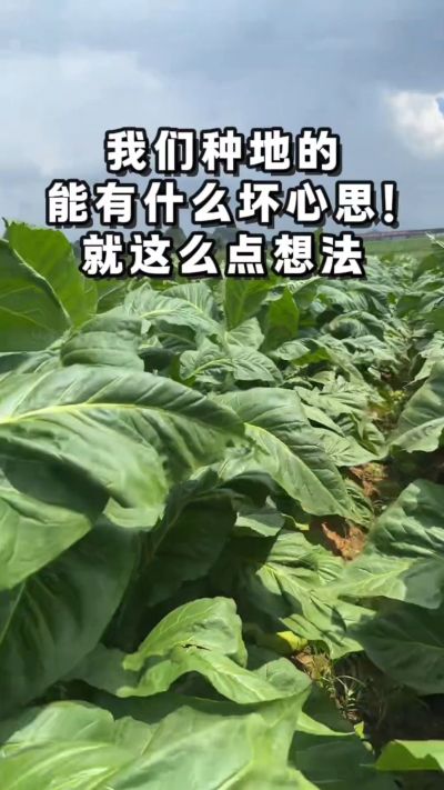 种地人的小愿望， 老表些，你们今年想换啥？