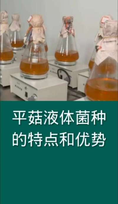 平菇液体菌种的特点和优势