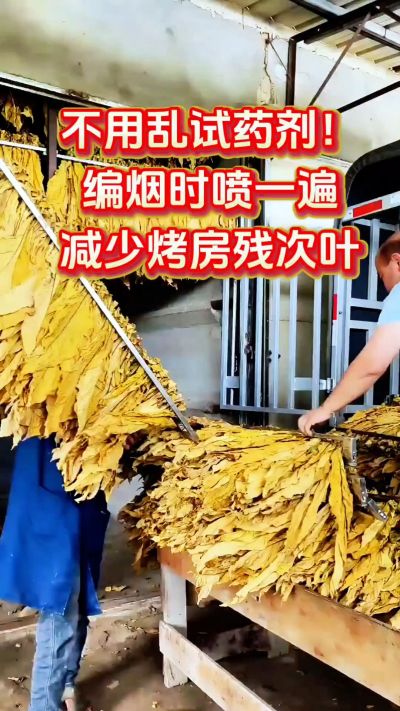不用乱试💊剂！编好时喷一遍，减少烤房残次叶
