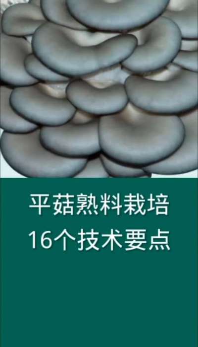 平菇熟料栽培16个技术要点