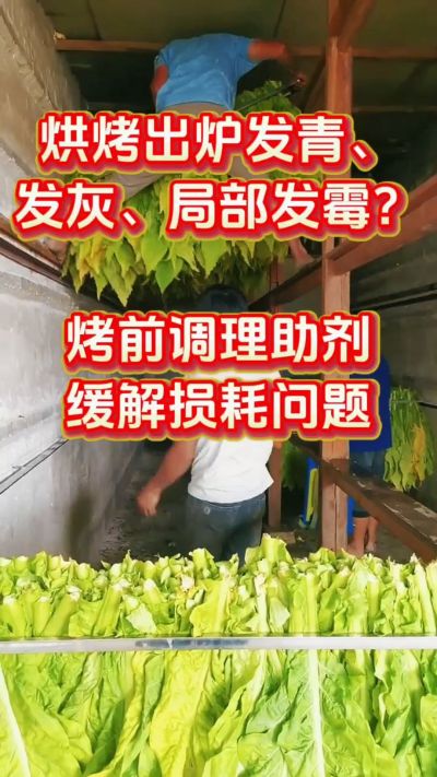 烘烤叶片发青发灰发霉，损耗高！编杆前喷这款调理助剂，一袋兑一桶，提升品相减损耗👇