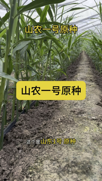 山农一号原种