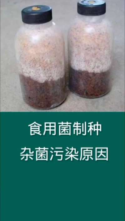 食用菌制种污染原因