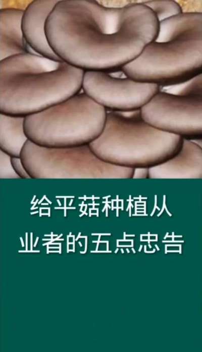 给平菇种植从业者的五点忠告