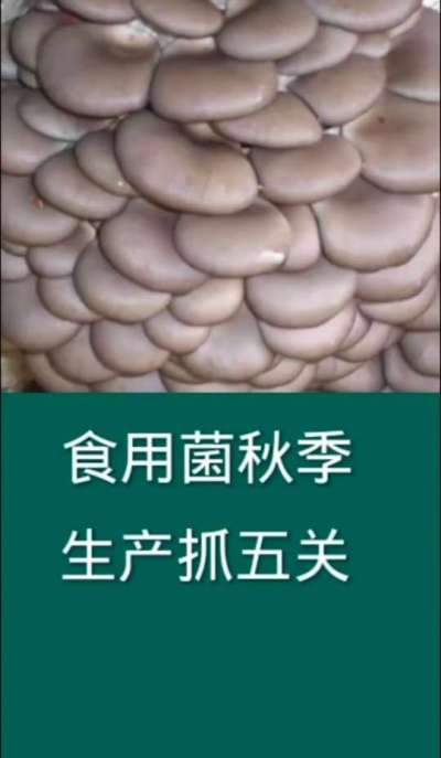 食用菌秋季生产抓五关