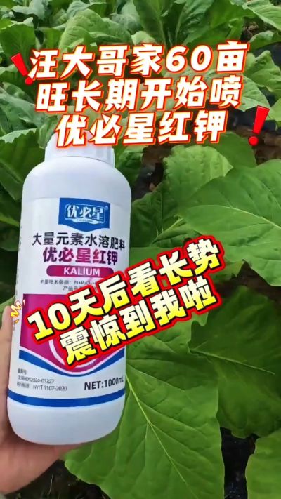 汪大哥60亩淹田用完优必星红钾10天带你看验收，惊到我啦，你们觉得漂亮吗？