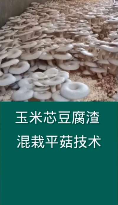 玉米芯豆腐渣混栽平菇技术