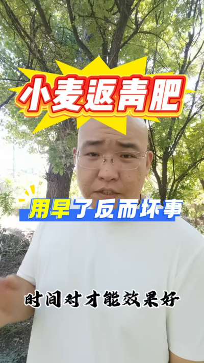 小麦返青肥，用早了反而坏事