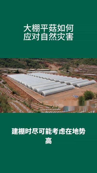 大棚平菇如何应对自然灾害